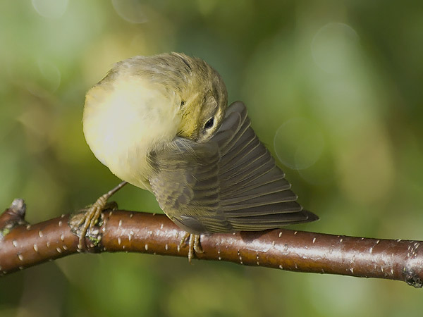 Pajulintu, Willow Warbler, Phylloscopus trochilus